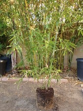 Clumping bamboo*7 gallon