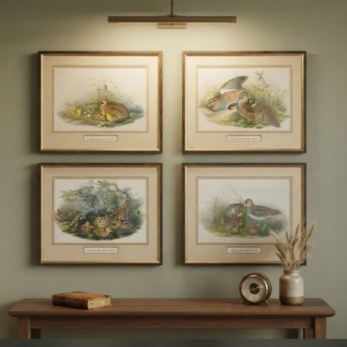 Vintage john gould bird art - gould,