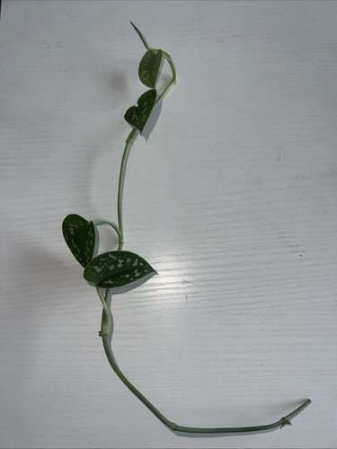 30cm satin pothos house - pothos, plant