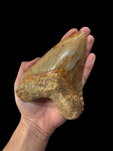 Megalodon shark tooth fossil - shark,