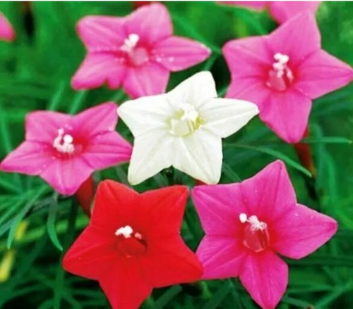 Morning glory mix - morning,