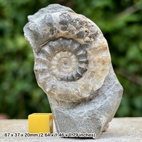 Xipheroceras ammonite fossil - ammonite,