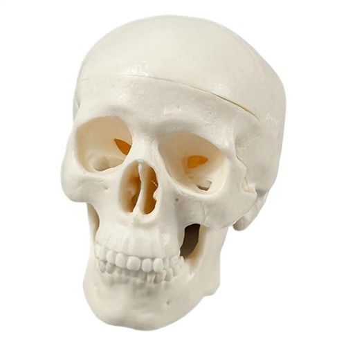 Realistic human skull - realistic,