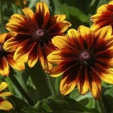 RUDBECKIA AUTUMN FOREST - 1500 FINEST SEEDS