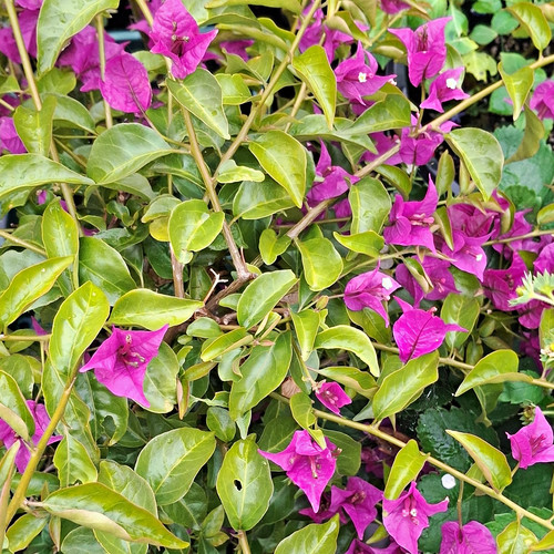 Bougainvillea potted flowering - bougainvillea,