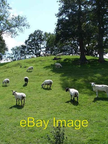 Photo 6x4 sheep cefn - sheep,