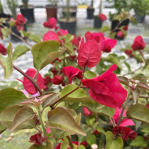 Bougainvillea cerise red - bougainvillea, cerise/red