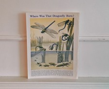 Vintage Print  Dragonfly Illustrations Antique Book Plate Insect Life Cycle