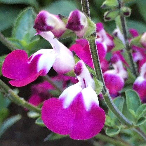 Salvia cherry lips - salvia,