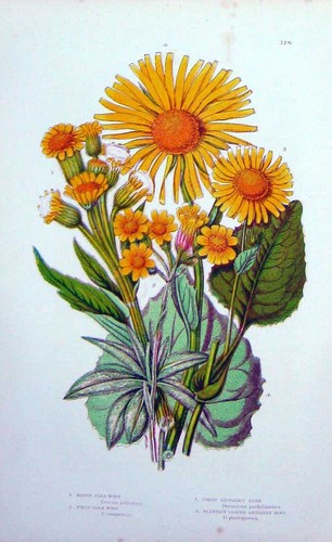 Old antique print - old, c1870