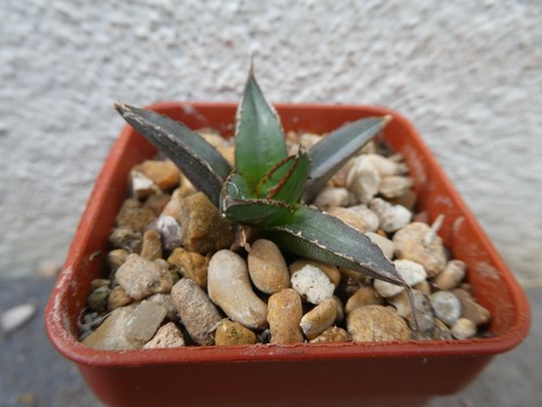 Agave victoria reginae - victoria-reginae, compact