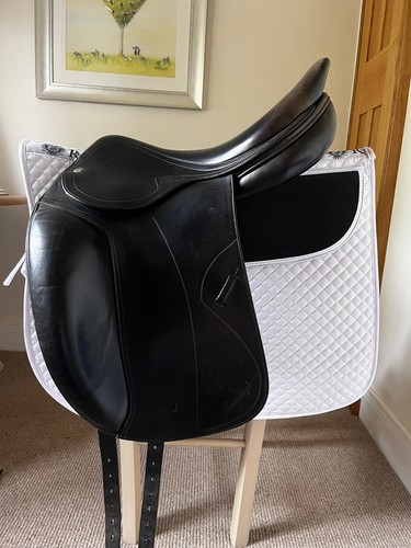 Amerigo pinerolo dressage - pinerolo,