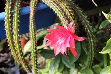 APOROCACTUS MALLISONII   28CM TALL