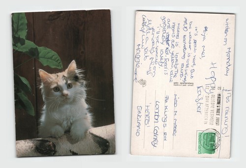 Postcard cute fluffy kitten - postcard,