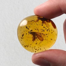 HUGE Termite in Burmese / Burmite amber fossil / 100% genuine amber 