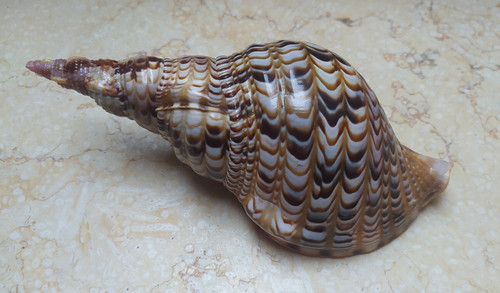 Charonia tritonis trumpet - tritonis,