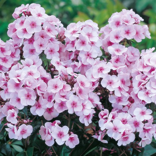 Garden phlox bright - garden, rhs