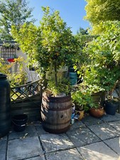 Feature Bay Tree Large