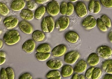 Live Marine Phytoplankton