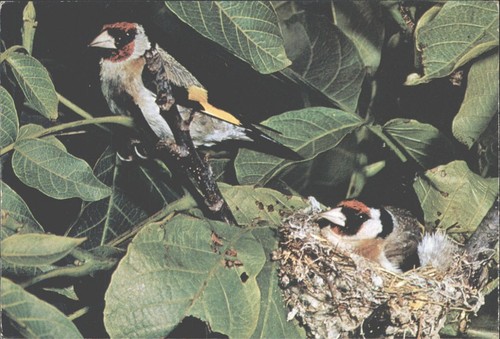 Vintage salmon ltd goldfinch - vintage,