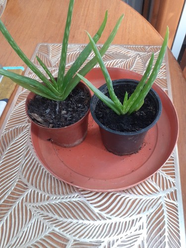 Aloe plants 11 - aloe, tall