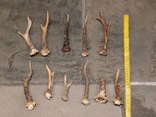 11 X Roe Deer Antlers, Dog