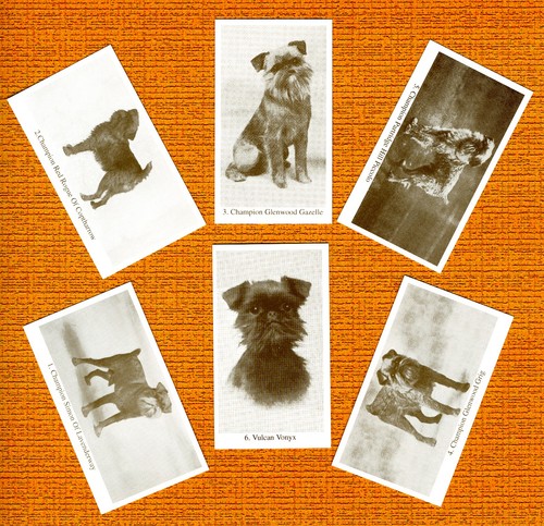 Brussels griffon set six - brussels,