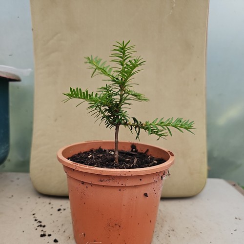 English yew conifer tree - english,