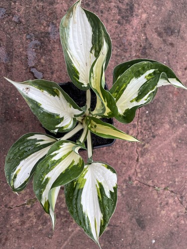 Hosta fire ice medium - 'fire, ice'