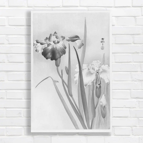 Japanese iris botanical nature - iris,