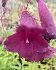Penstemon Firebird'Schoenholzeri' Perennial with Red /Crimson Flowers in 8cm Pot