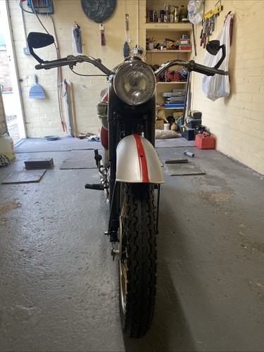 T20 triumph tiger - triumph, cub