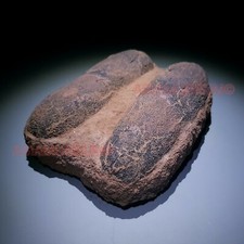 OVIRAPTOR RAPTOR Velociraptor