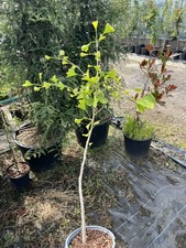 Ginkgo biloba - Maidenhair
