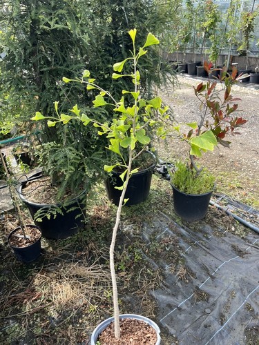 Ginkgo biloba maidenhair - ginkgo,