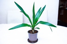 Yucca Gigantea Spineless Young