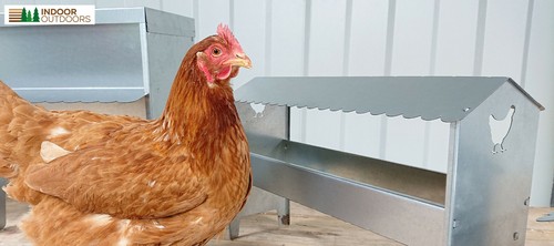 Chicken duck turkey poultry - duck,