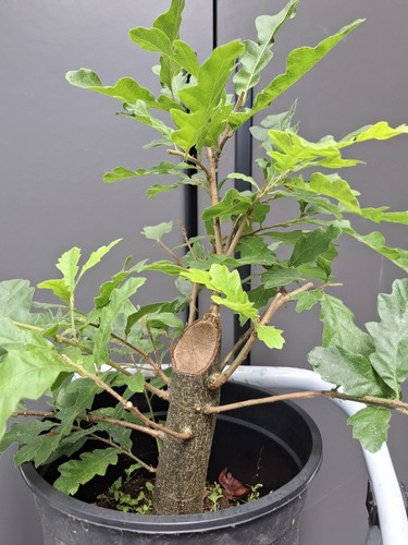 Yamadori oak bonsai - yamadori,