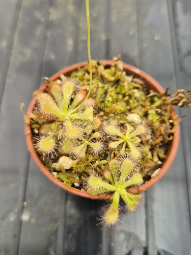 Drosera venusta alba 6cm - drosera,