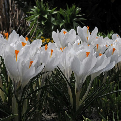 White beautiful crocus - 15,