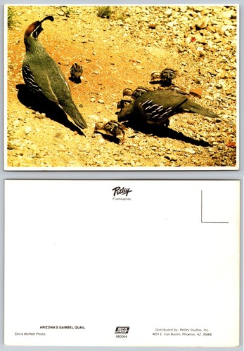 Arizona gambel quail family - gambel's,