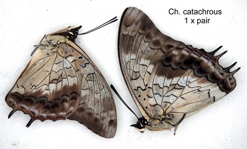 Butterfly charaxinae 2 x - butterfly,