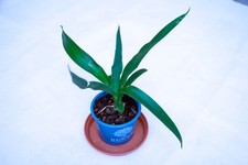Yucca Gigantea Spineless Young