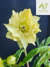 Helleborus orientalis Double