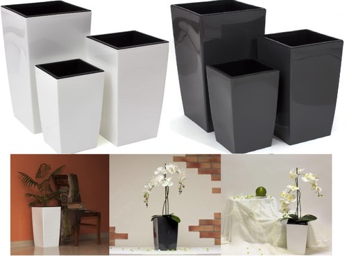 Tall square plant - tall, pot