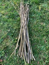 30x 55cm Willow Tree cuttings