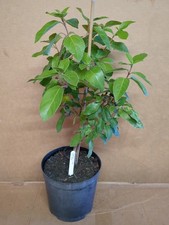 VIBURNUM TINUS * EVE PRICE * 3