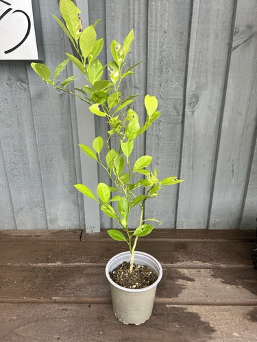 Lemon citrus tree - citrus,