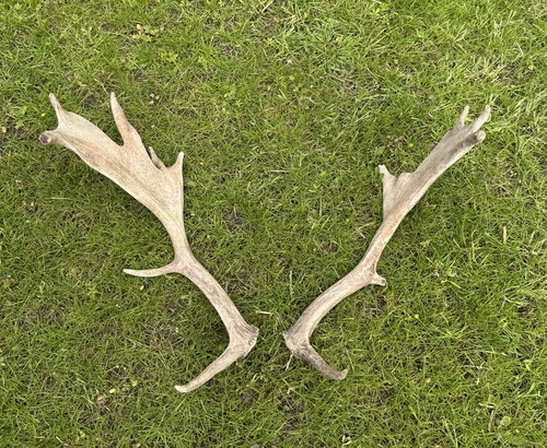 Pair fallow antlers - pair, of