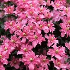 Clematis, Broughton Star seeds